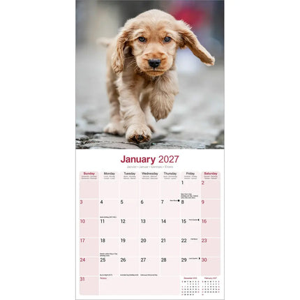 Avonside Engelse Cocker Spaniel Kalender 2027