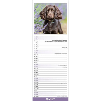 Avonside Engelse Cocker Spaniel Kalender 2027 Slimline