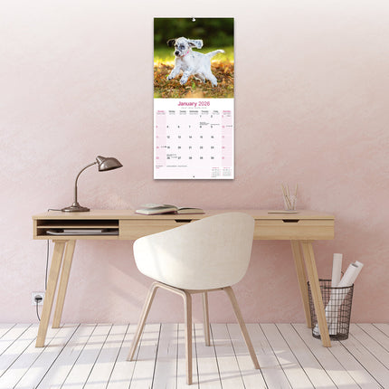 Avonside Engelse Setter Kalender 2026