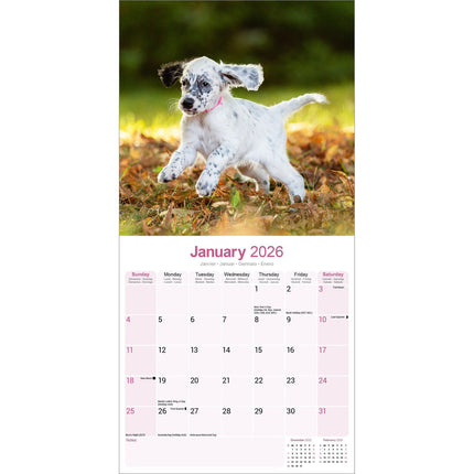 Avonside Engelse Setter Kalender 2026