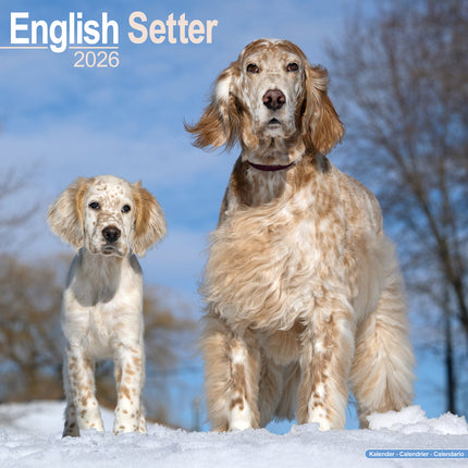 Avonside Engelse Setter Kalender 2026