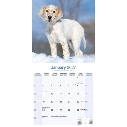 Avonside Engelse Setter Kalender 2027