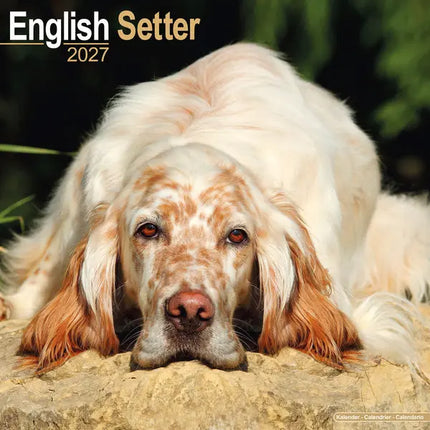 Avonside Engelse Setter Kalender 2027