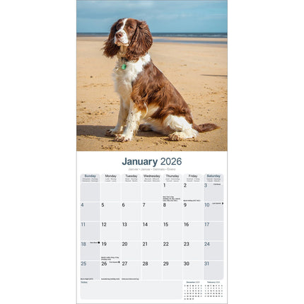 Avonside Engelse Springer Spaniel Kalender 2026