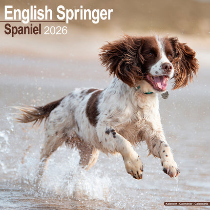 Avonside Engelse Springer Spaniel Kalender 2026