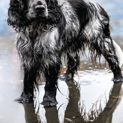 Avonside Engelse Springer Spaniel Kalender 2026 Slimline