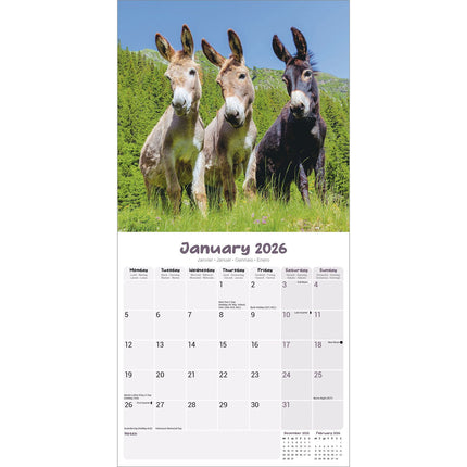Avonside Ezel Kalender 2026