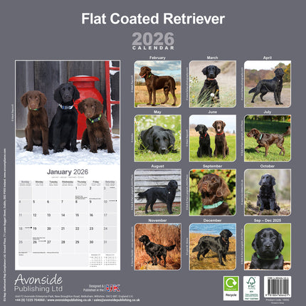 Avonside Flatcoated Retriever Kalender 2026
