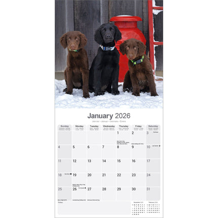 Avonside Flatcoated Retriever Kalender 2026