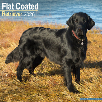 Avonside Flatcoated Retriever Kalender 2026