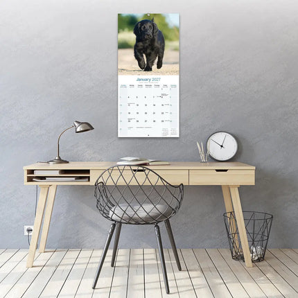Avonside Flatcoated Retriever Kalender 2027
