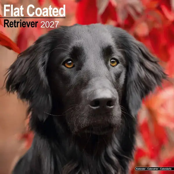 Avonside Flatcoated Retriever Kalender 2027