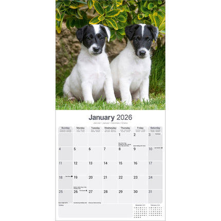 Avonside Fox Terrier Kalender 2026