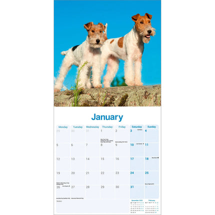 Avonside Fox Terrier Ruwhaar Kalender 2026