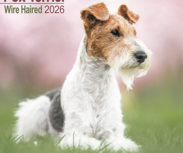 Buying Fox Terrier Smoothhair Calendar 2025 photos of the Fox