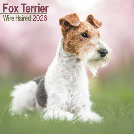 Avonside Fox Terrier Ruwhaar Kalender 2026