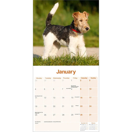 Avonside Fox Terrier Ruwhaar Kalender 2027