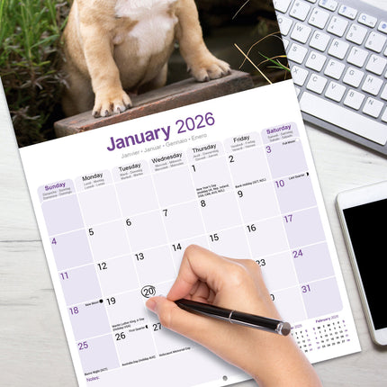 Avonside Franse Bulldog Kalender 2026
