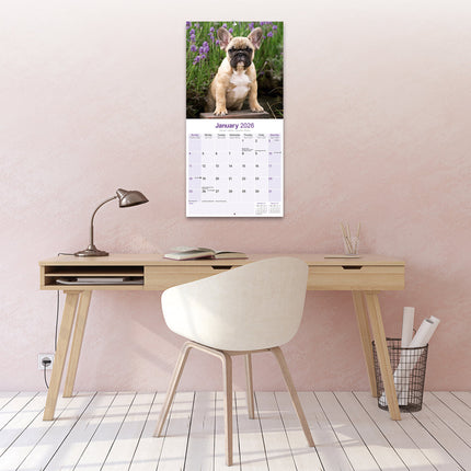Avonside Franse Bulldog Kalender 2026