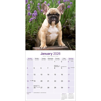 Avonside Franse Bulldog Kalender 2026