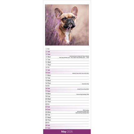 Avonside Franse Bulldog Kalender 2026 Slimline