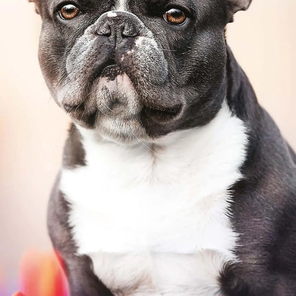 Avonside Franse Bulldog Kalender 2026 Slimline