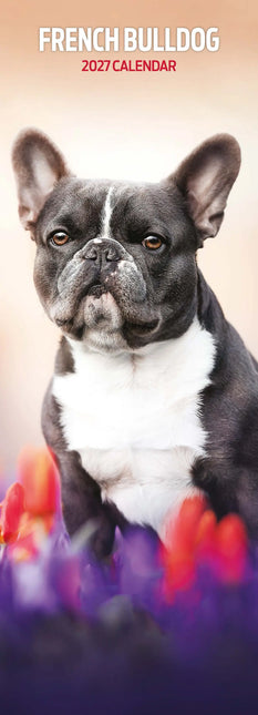 Avonside Franse Bulldog Kalender 2026 Slimline