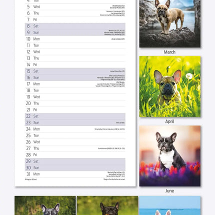 Avonside Franse Bulldog Kalender 2026 Slimline