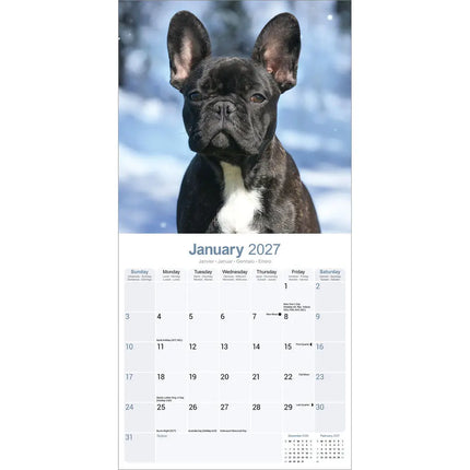 Avonside Franse Bulldog Kalender 2027