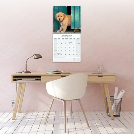 Avonside Golden Retriever Kalender 2026