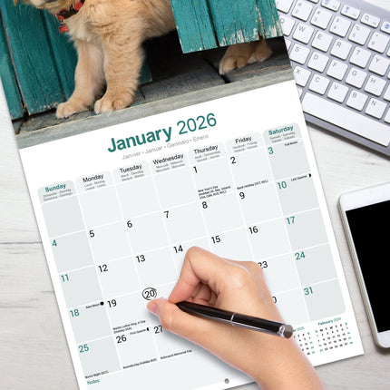 Avonside Golden Retriever Kalender 2027