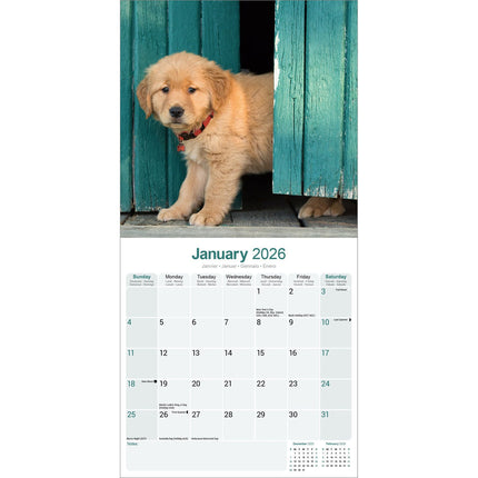 Avonside Golden Retriever Kalender 2027