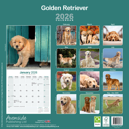 Avonside Golden Retriever Kalender 2027