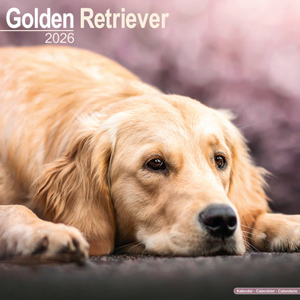 Avonside Golden Retriever Kalender 2027