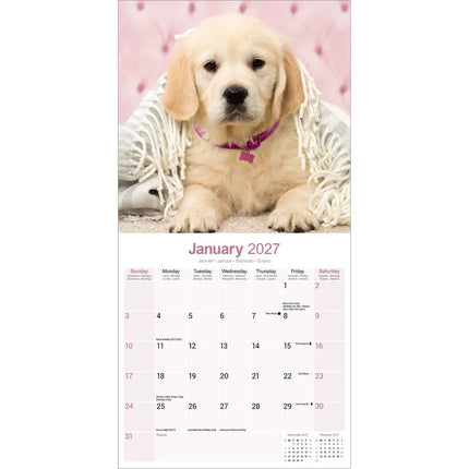 Avonside Golden Retriever Kalender 2027