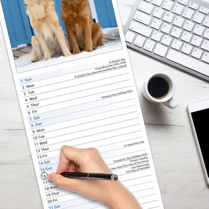 Avonside Golden Retriever Kalender 2027 Slimline