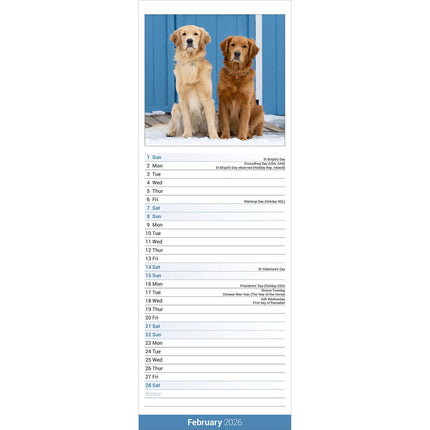 Avonside Golden Retriever Kalender 2027 Slimline