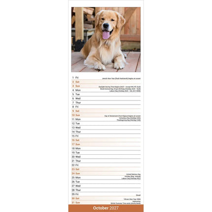 Avonside Golden Retriever Kalender 2027 Slimline
