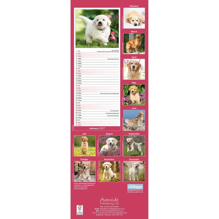 Avonside Golden Retriever Kalender 2027 Slimline