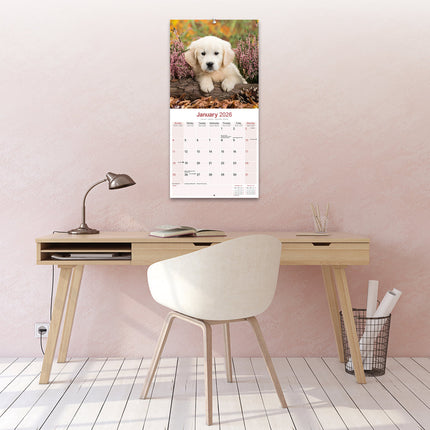 Avonside Golden Retriever Kalender Puppies 2026