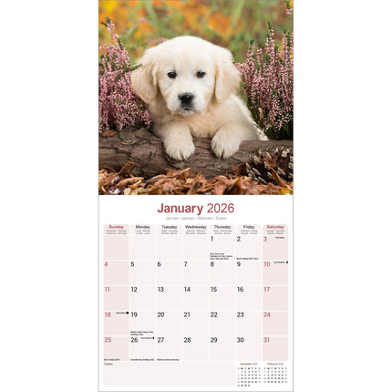 Avonside Golden Retriever Kalender Puppies 2026