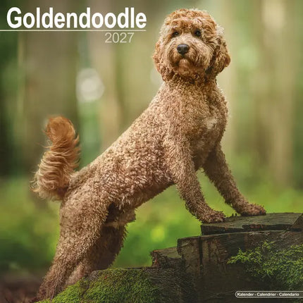 Avonside Goldendoodle Kalender 2027