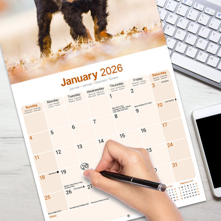 Avonside Gordon Setter Kalender 2026