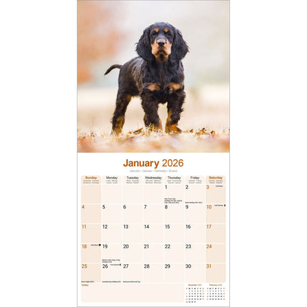 Avonside Gordon Setter Kalender 2026