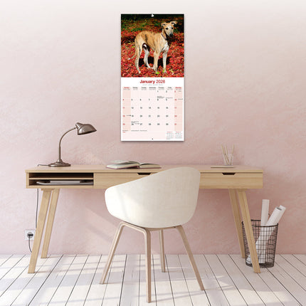 Avonside Greyhound Kalender 2026