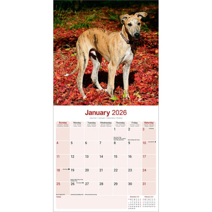 Avonside Greyhound Kalender 2026