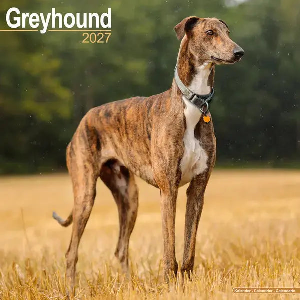 Avonside Greyhound Kalender 2027