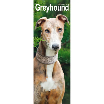 Avonside Greyhound Kalender 2027 Slimline