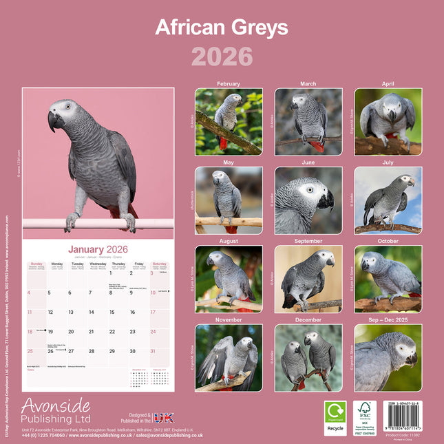 Avonside Grijze Roodstaart Kalender 2026