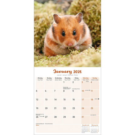 Avonside Hamster Kalender 2026